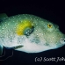 puffer_whitespotted_db_h_0705_png2122.jpg